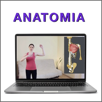 Automasaż anatomia
